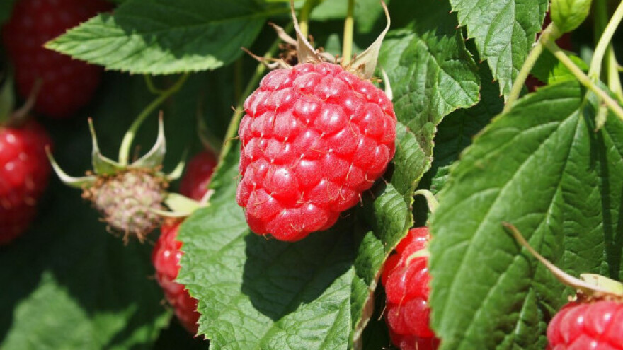 Dogovor postignut - cena maline 160 din/kg