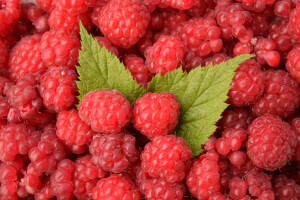 Nestašica maline u svijetu, a cijena niska