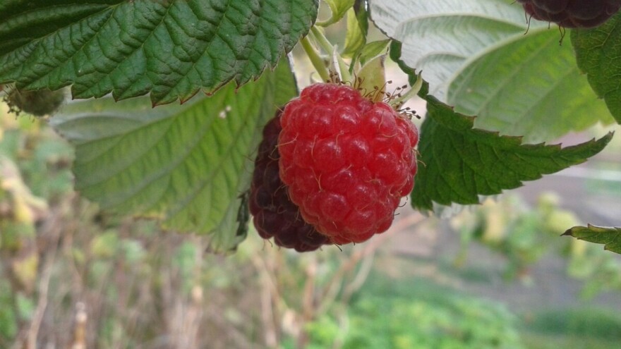 Malinari dva mjeseca nakon berbe još uvijek čekaju svoj novac