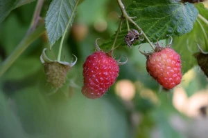 Kako suzbiti grinje na malini - značajnog štetnika u malinarstvu