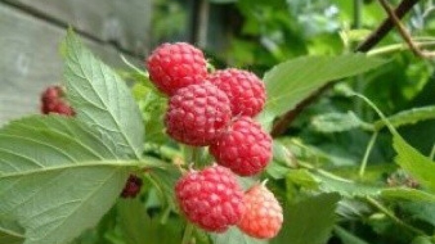 Koji su efekti navodnjavanja malinjaka?