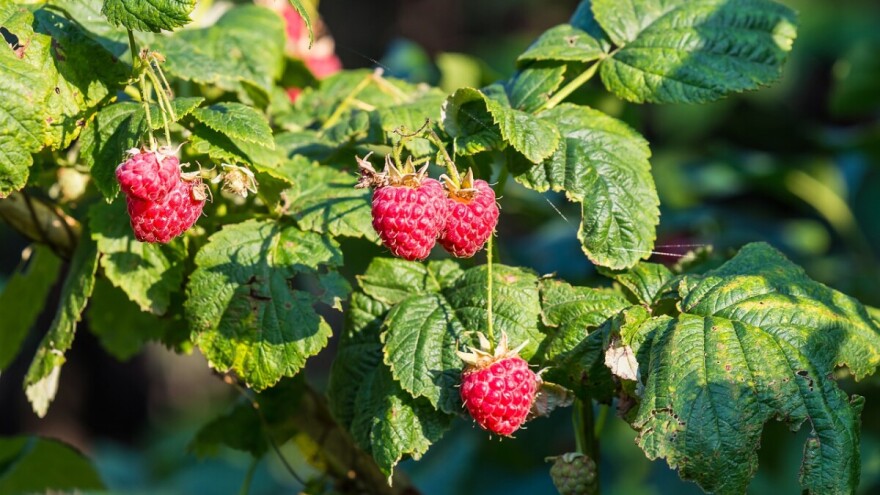 Situacija s malinama je bolja, ali ni ovo što je ostalo nema tko brati