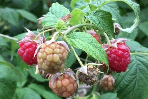 Simptomi i liječenje ljubičaste pjegavosti izdanka maline