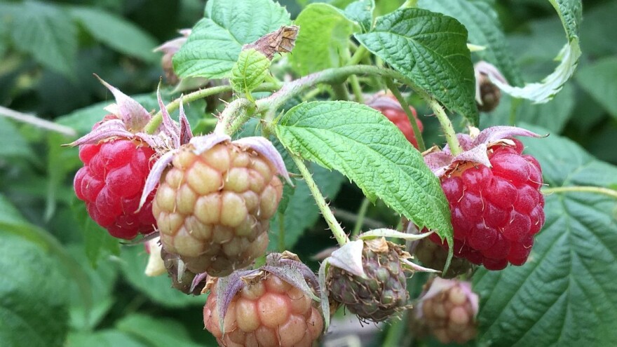 Simptomi i lečenje ljubičaste pegavosti izdanka maline