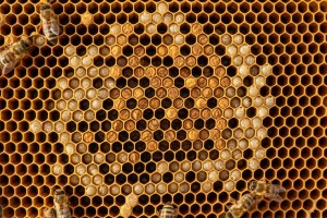 Raspored pčelinjeg legla na saću