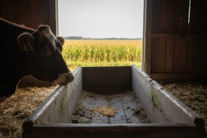Rast cijene kukuruza ugrozio stočarstvo