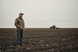 Raste cijena kukuruza, pšenica i repica u padu