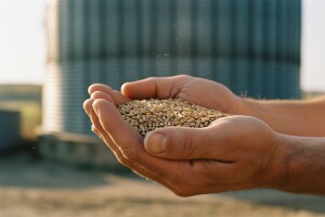 Raste cijena pšenice