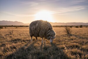 Raste li ovčija vuna zauvek?
