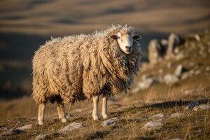 Raste li ovčja vuna zauvijek?