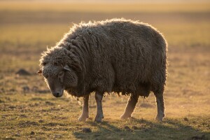 Raste li ovčja vuna zauvijek?