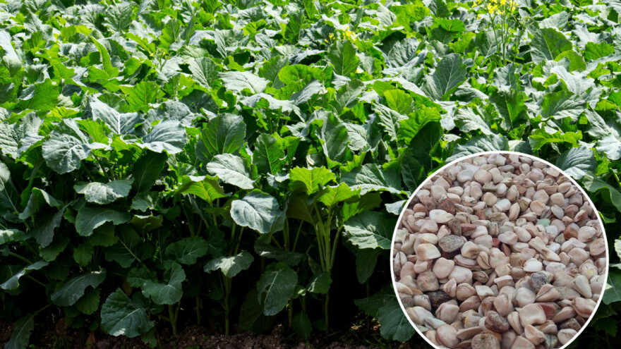 Raštika i grah poljak autohtona hrana velikog potencijala