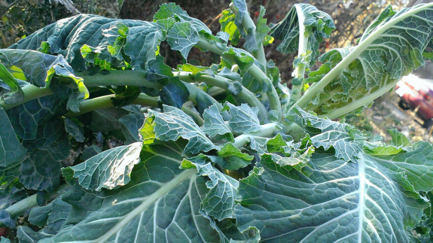 Uzgoj raštike, kupusnjače bogate vitaminima i mineralima