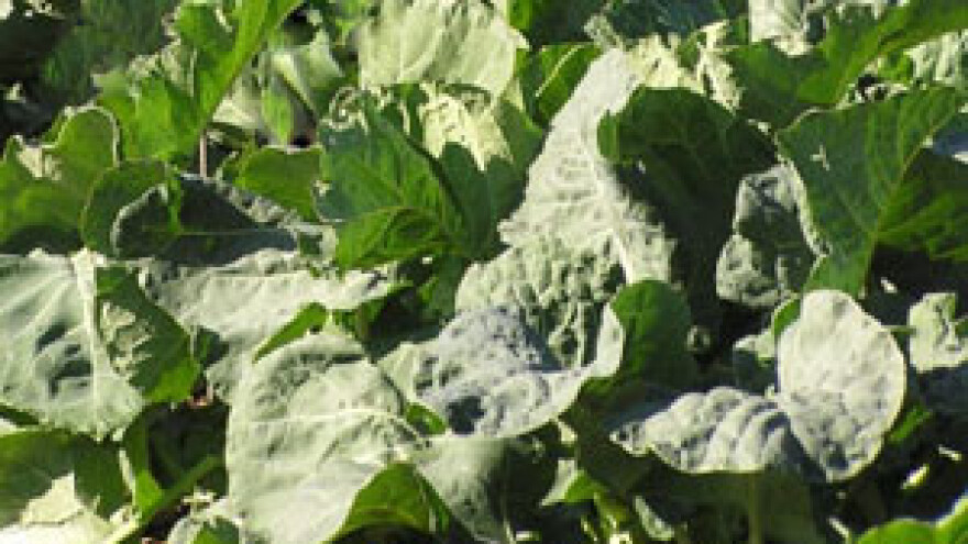 Amerikanci obožavaju raštiku