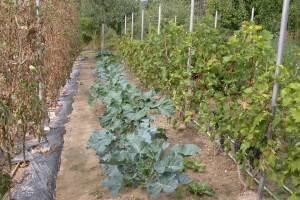 Kako uzgoj raštike vratiti svojoj kolijevci?