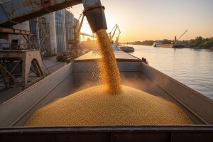 Rastu cene kukuruza i pšenice