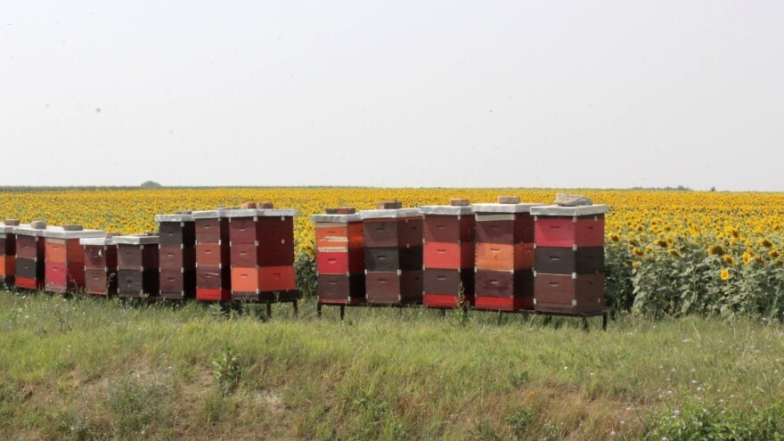 Podbacile pčelinje paše - uzgajivači trebaju pomoć