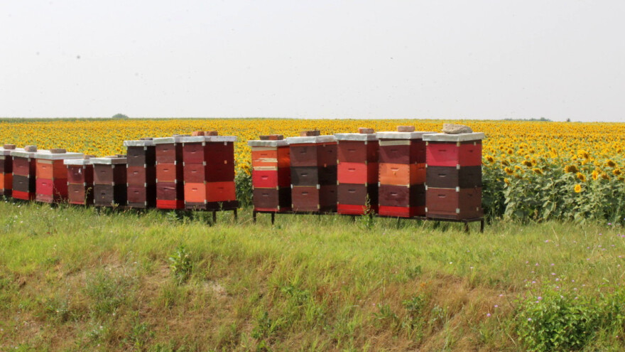 Radovi u pčelinjaku tokom jula - evo koji su ključni