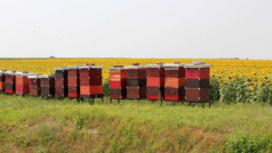 Hrvatski pčelarski savez: Potpore po košnici bile bi puno pravednije i transparentnije