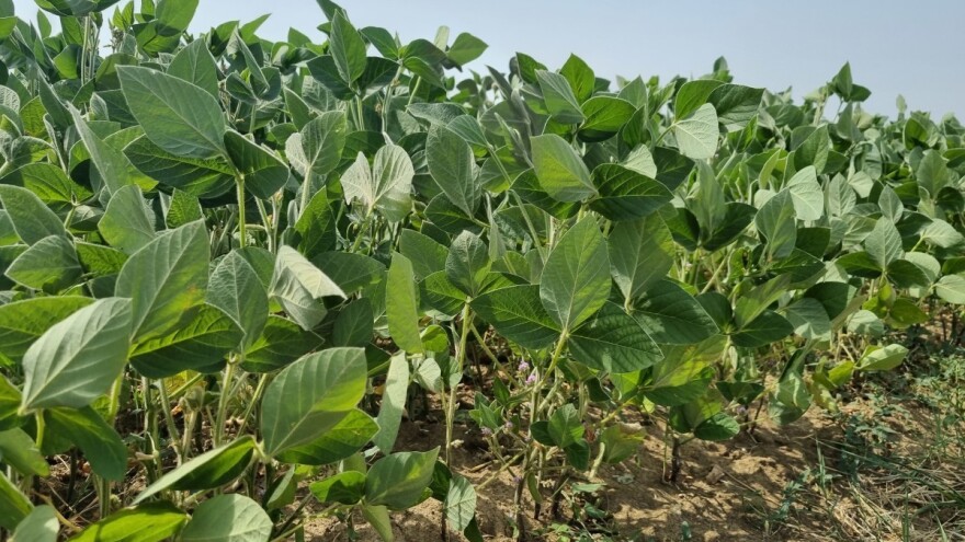 Pšenice i za izvoz, rod kukuruza do sedam tona, soja loše prošla