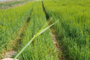 Izmjene i dopune Zakona o poljoprivredi, što donosi Nacrt prijedloga?