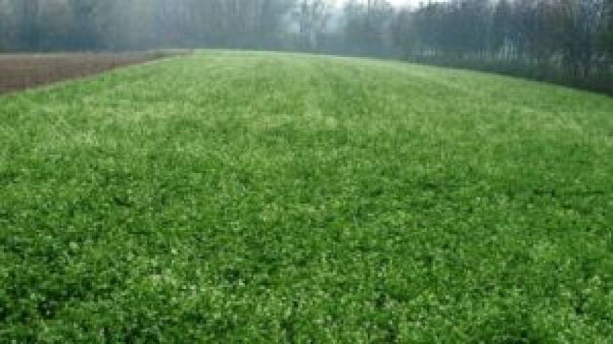 Rauola - prirodno rješenje za suzbijanje korova