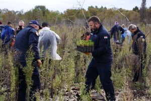 U dva dana na opožarenom predjelu Kožina posadili 10.000 stabala