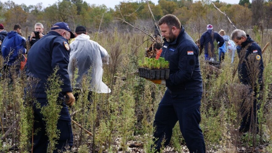 U dva dana na opožarenom predjelu Kožina posadili 10.000 stabala
