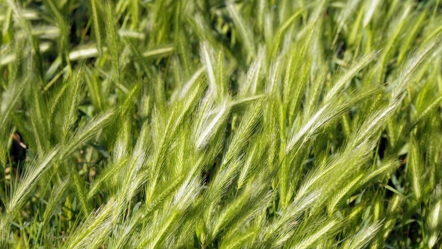 Divlja raž kao pokrovni usev pred setvu kukuruza, suncokreta i soje