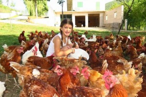 Umjesto klasičnog peradarnika - eko koke hrvatice!