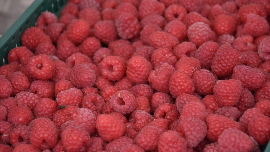 Krađa u malinjacima: Šteta se broji u hiljadama evra