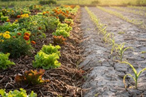 Razlika organski i konvencionalno uzgojenih namirnica - zdravlje
