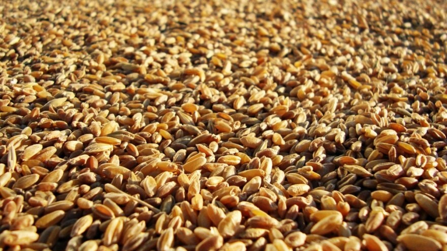 Razmena semenske za merkantilnu pšenicu roda 2018/2019