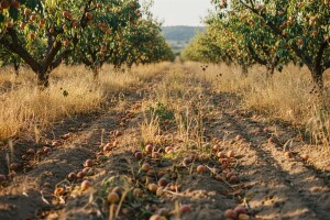 Razočarani poljoprivrednici