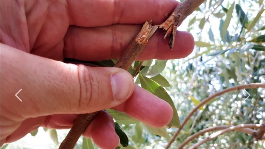 Zašto se suše mlade grane na maslinama?