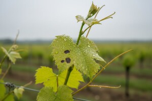 Razvoj bolesti u vinogradima