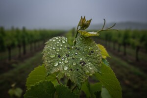Razvoj crne pjegavosti na vinovoj lozi