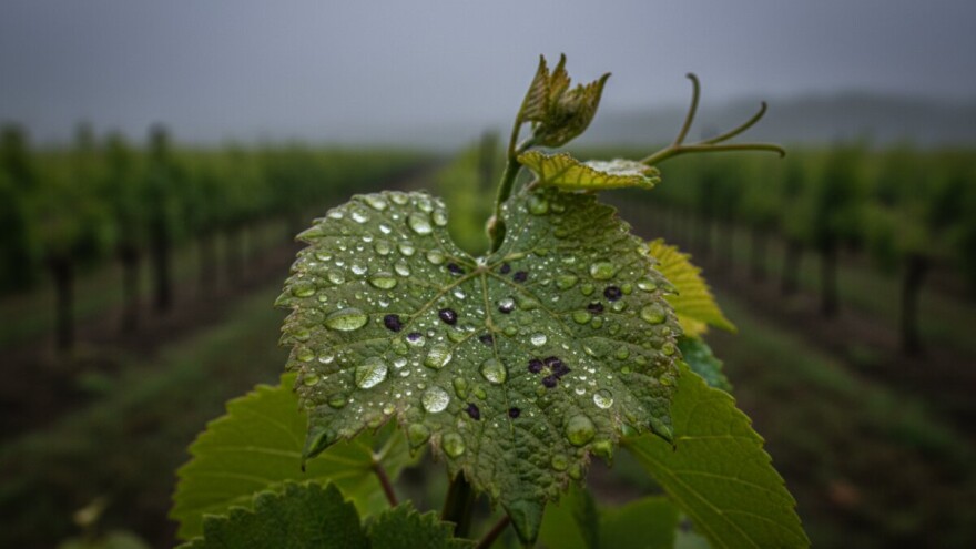 Razvoj crne pjegavosti na vinovoj lozi