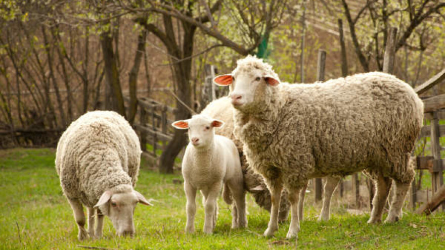 Razvoj mlečnog ovčarstva