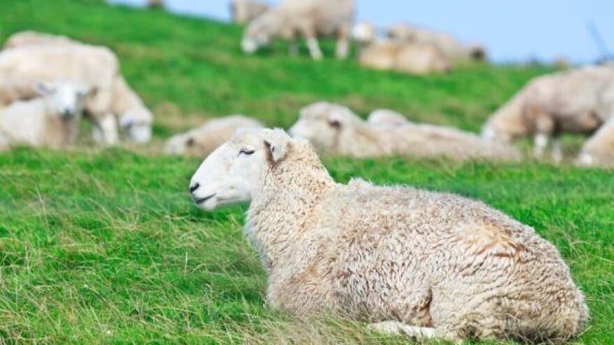 Planiranjem uzgoja do razvoja ovčarstva