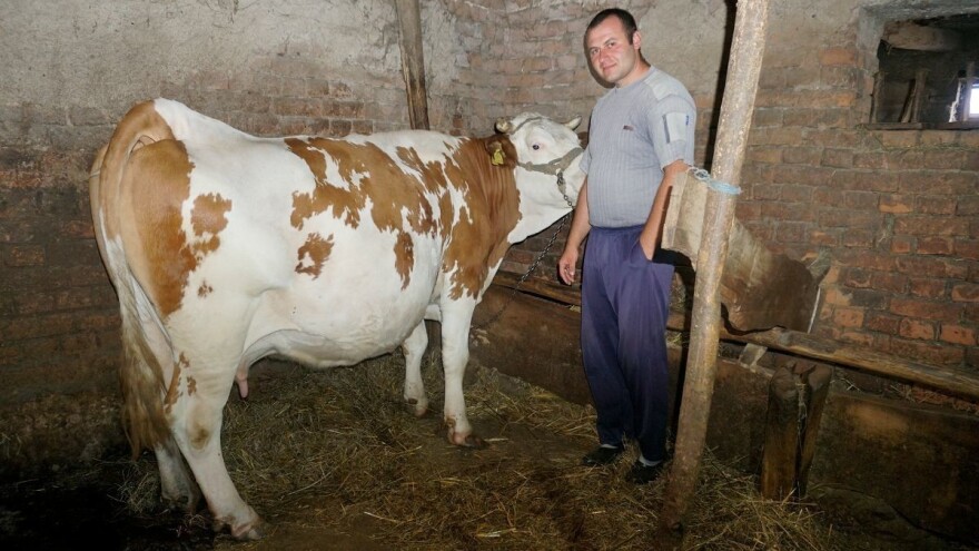 Povećao količinu mleka, otkupljivač smanjio cenu - stočarstvo pod znakom pitanja?