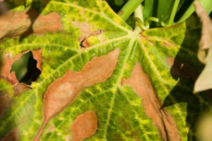 Destruktivna bakterija Xylella fastidiosa - nova pretnja poljoprivredi regiona