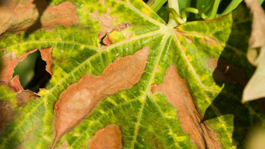 Destruktivna bakterija Xylella fastidiosa - nova pretnja poljoprivredi regiona