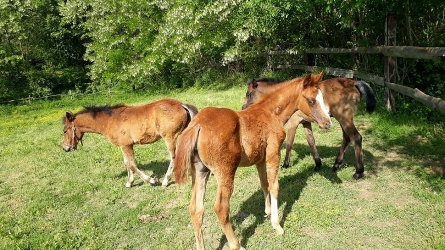 Ne želimo napustiti rodnu grudu ili raditi za minimalac - svoje radno mjesto stvorit ćemo na svom OPG-u!