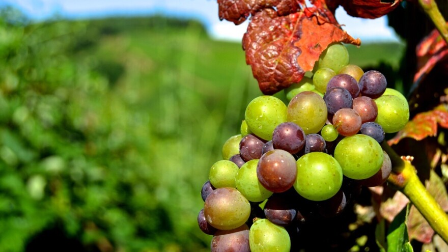 Vrijeme je za drugo suzbijanje američkog cvrčka