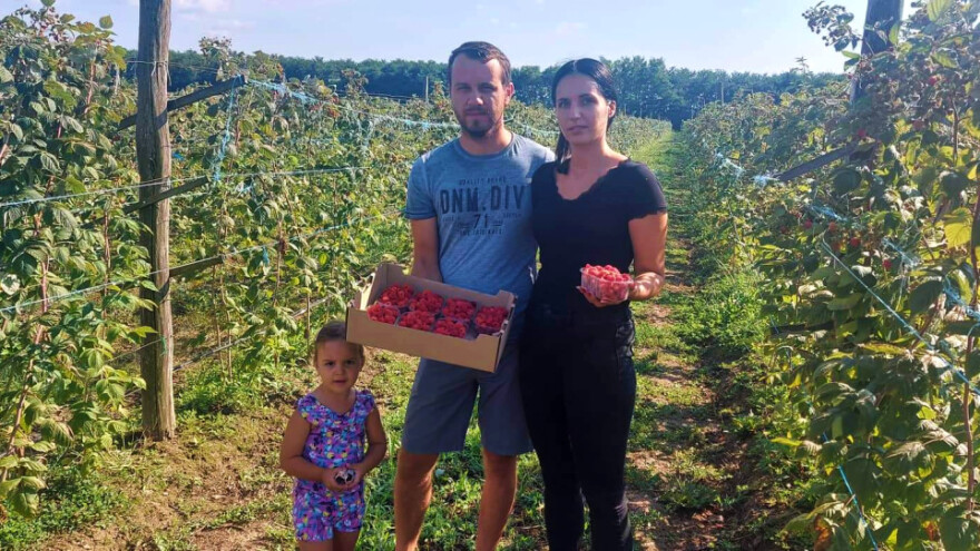 Aronija je bila hit, ali obitelj Bočkinac odlučila se za maline i borovnice