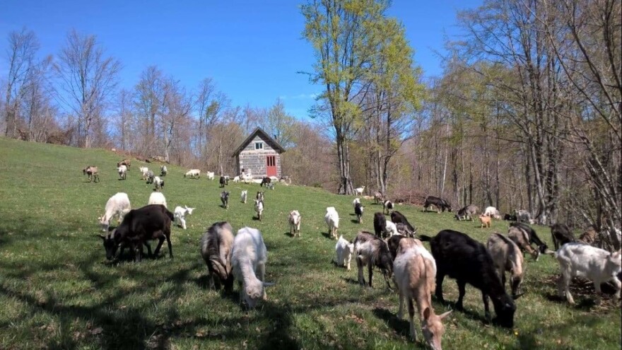 Azelma Zekotić: Iz zabave smo kupili dvije koze i jarca, danas imamo 60 koza i planiramo proizvodnju sira