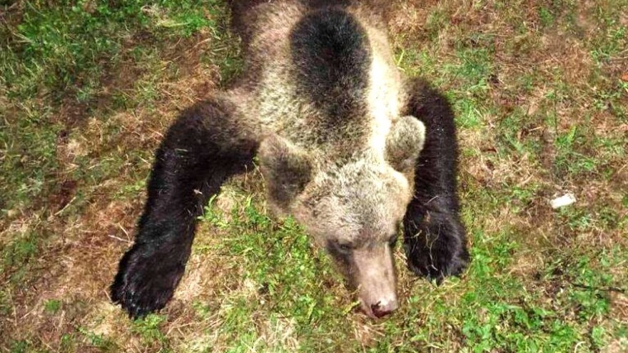 Medvjed napao čobanina i stado ovaca kod Žepča