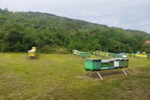 Suša smanjuje medonosne paše - jedino suncokretu ne smeta?