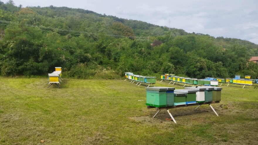 Suša smanjuje medonosne paše - jedino suncokretu ne smeta?